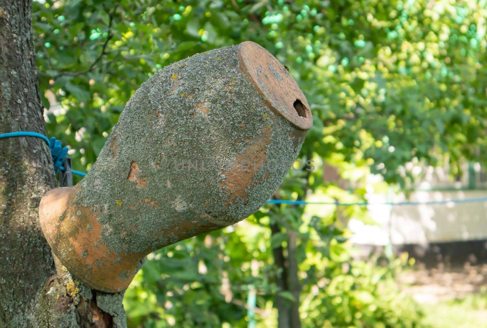 Old clay jug on a tree branch, Ukrainian village. A pot in the countryside. Antique traditional handmade tableware. Ceramic jug with cracks, scuffs and a hole