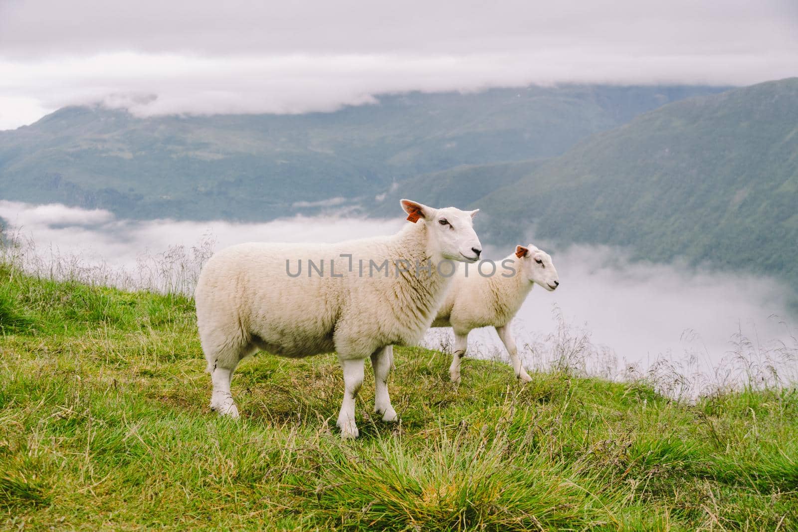sheeps on mountain farm on cloudy day. Norwegian landscape with sheep grazing in valley. Sheep on mountaintop Norway. Ecological breeding. Sheep eat boxwood. Ewe sheep grazing on pasture in mountain.
