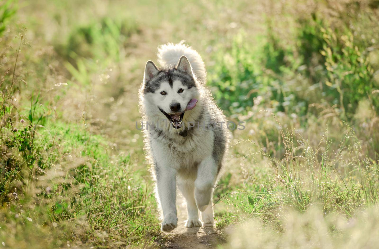 Alaskan malamute dog running on sunny field