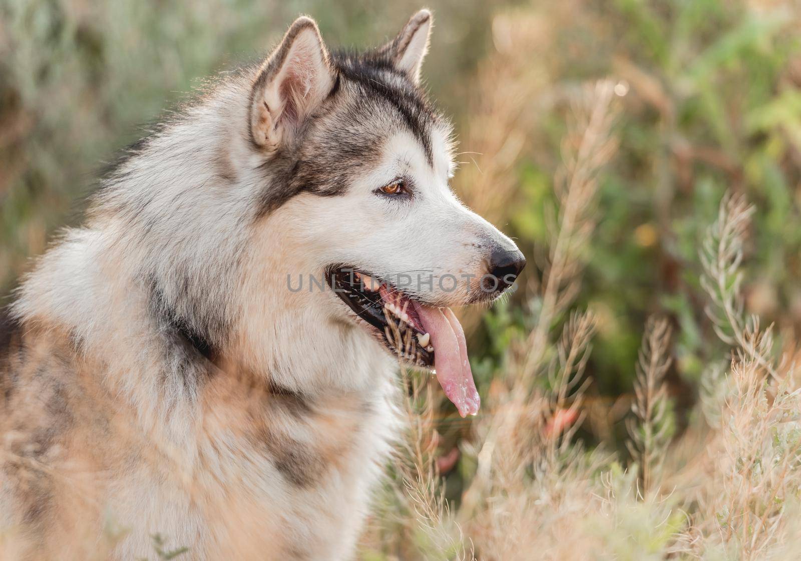 Cute alassskan malamute dog howling in high grass