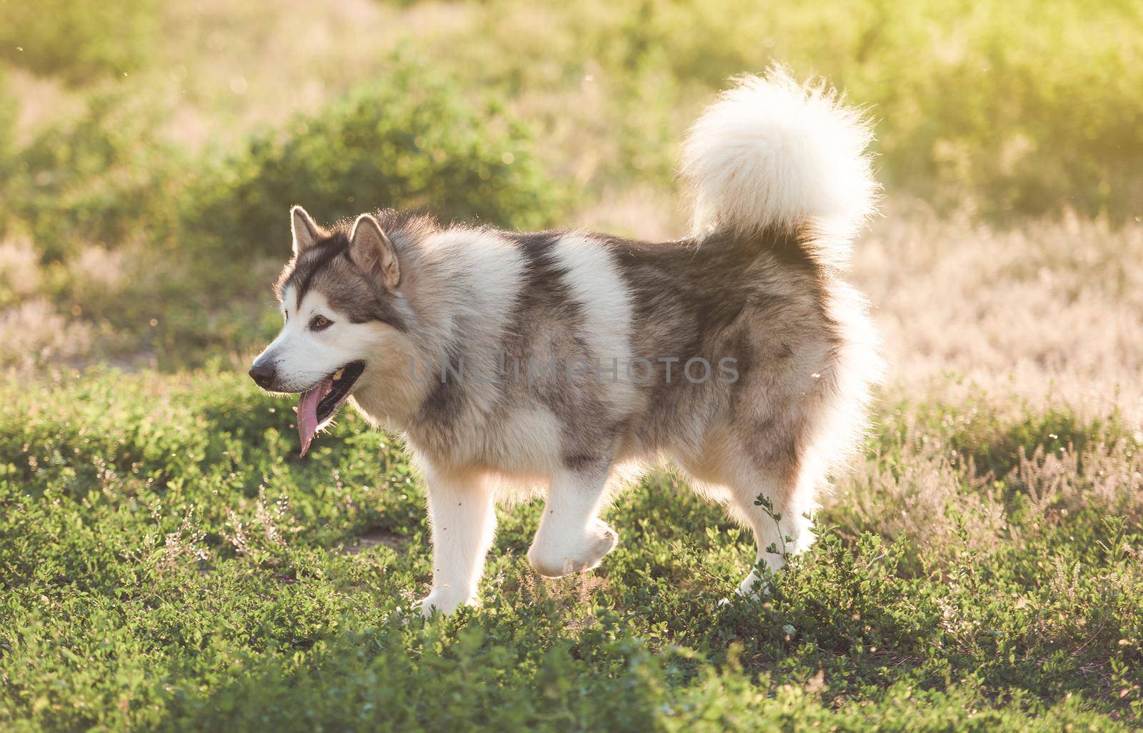 Adoarble domestic malamute dog sitting on summer meadow