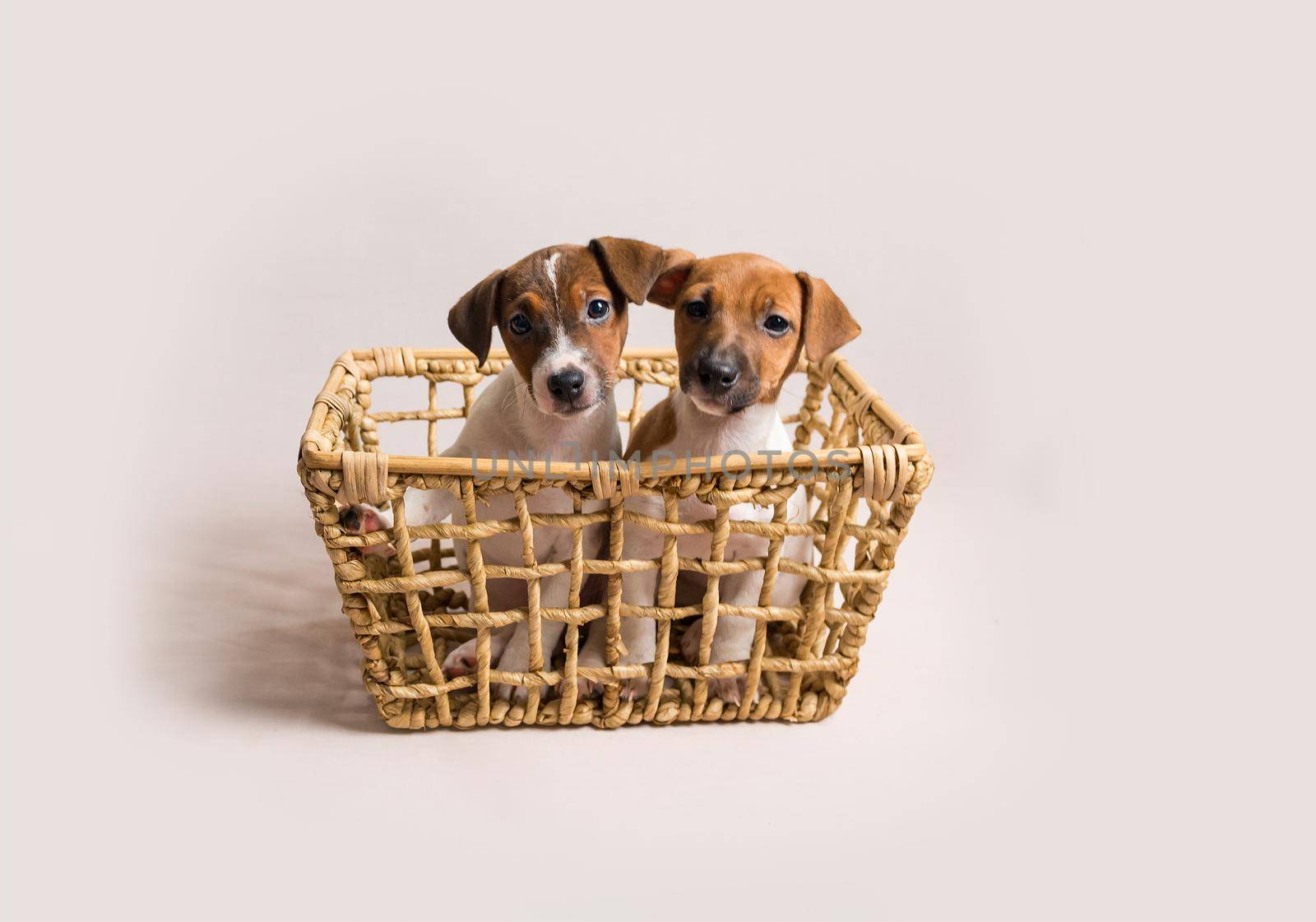 Two white jack russell terrier puppies in busket by tan4ikk1