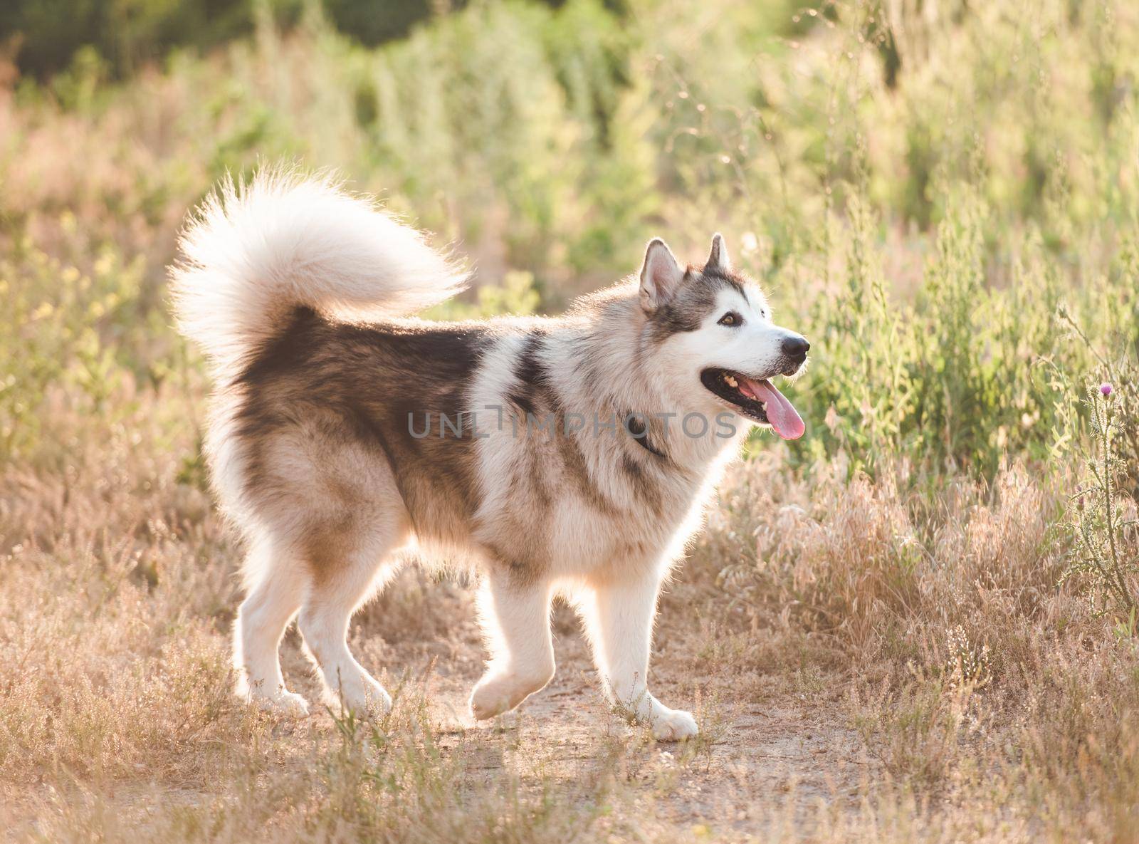 Light gray and white Alaskan Malamute walking in sunny nature