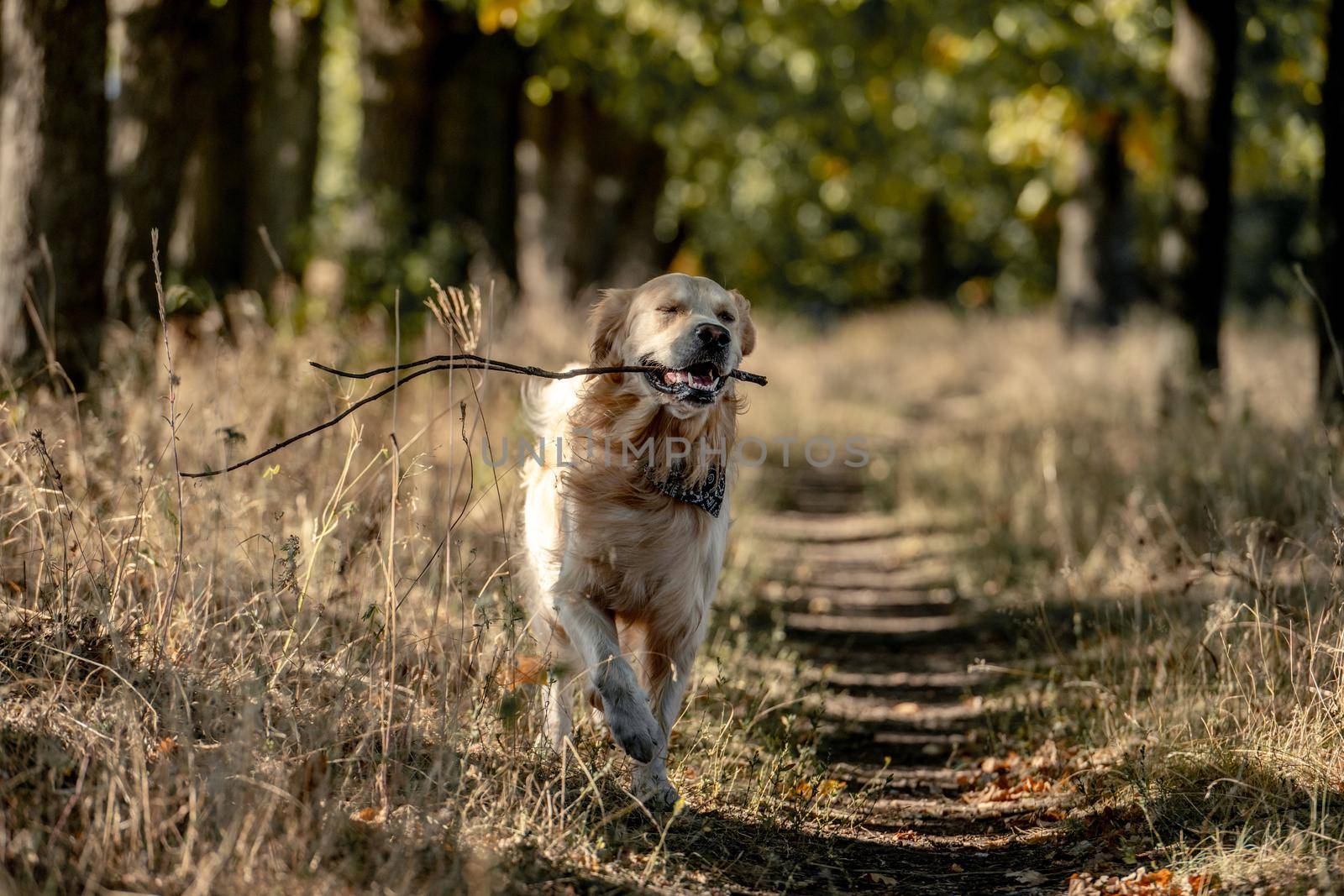 Golden retriever dog in autumn park by tan4ikk1