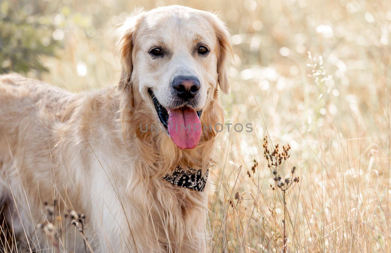Golden retriever dog autumn portrait in yellow grass. Purebred pet labrador outdoors in sunny day close up