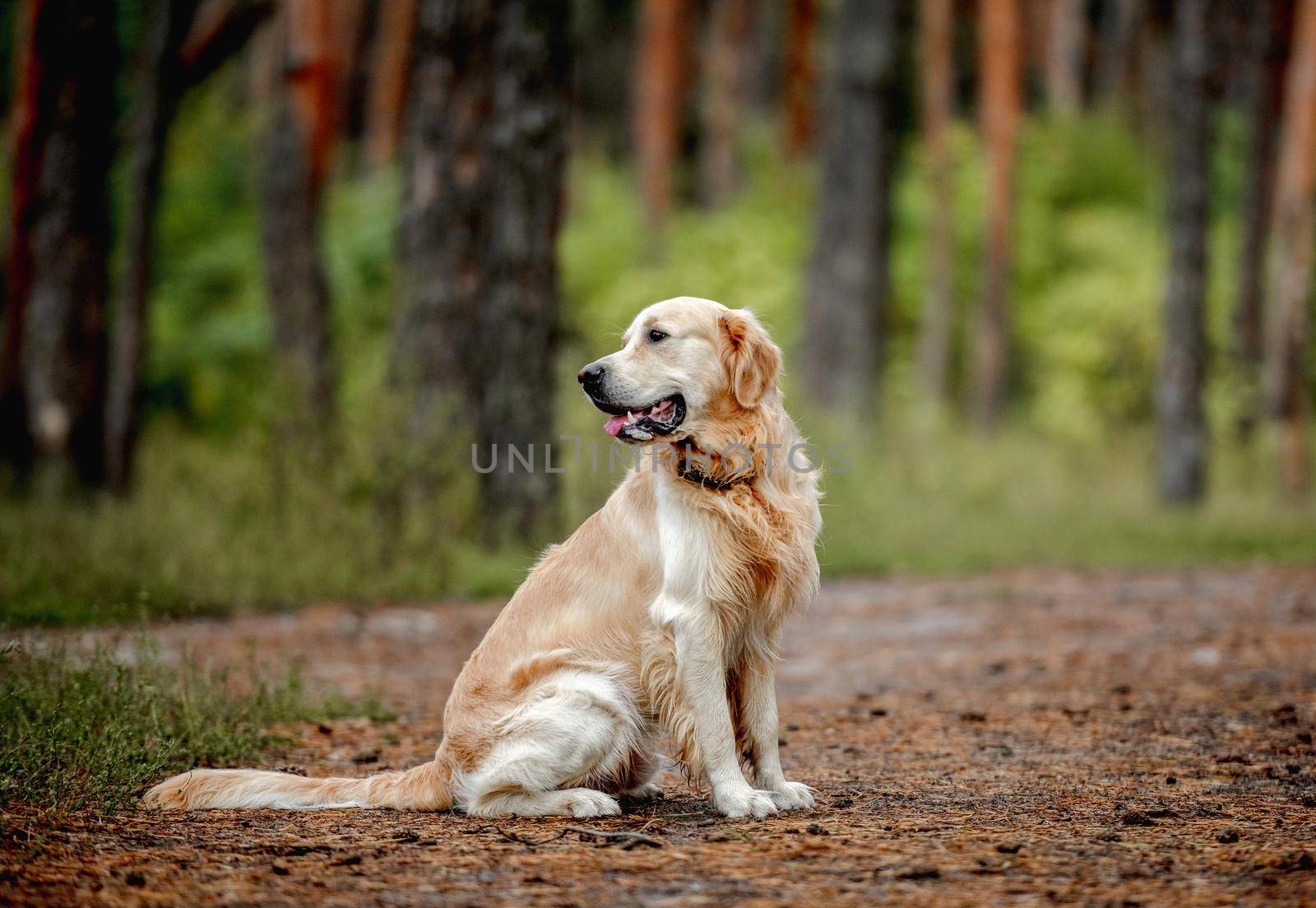 Golden retriever dog in the forest by tan4ikk1