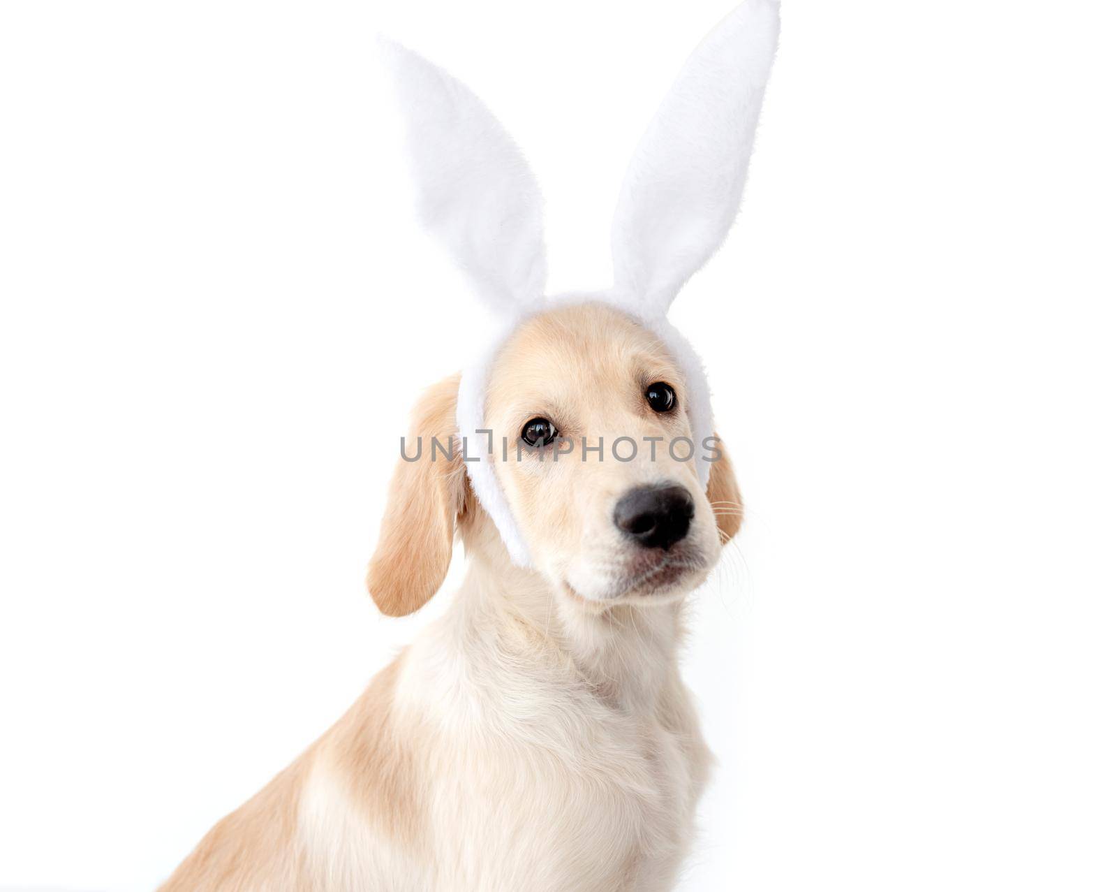 Retriever dog in bunny ears by tan4ikk1