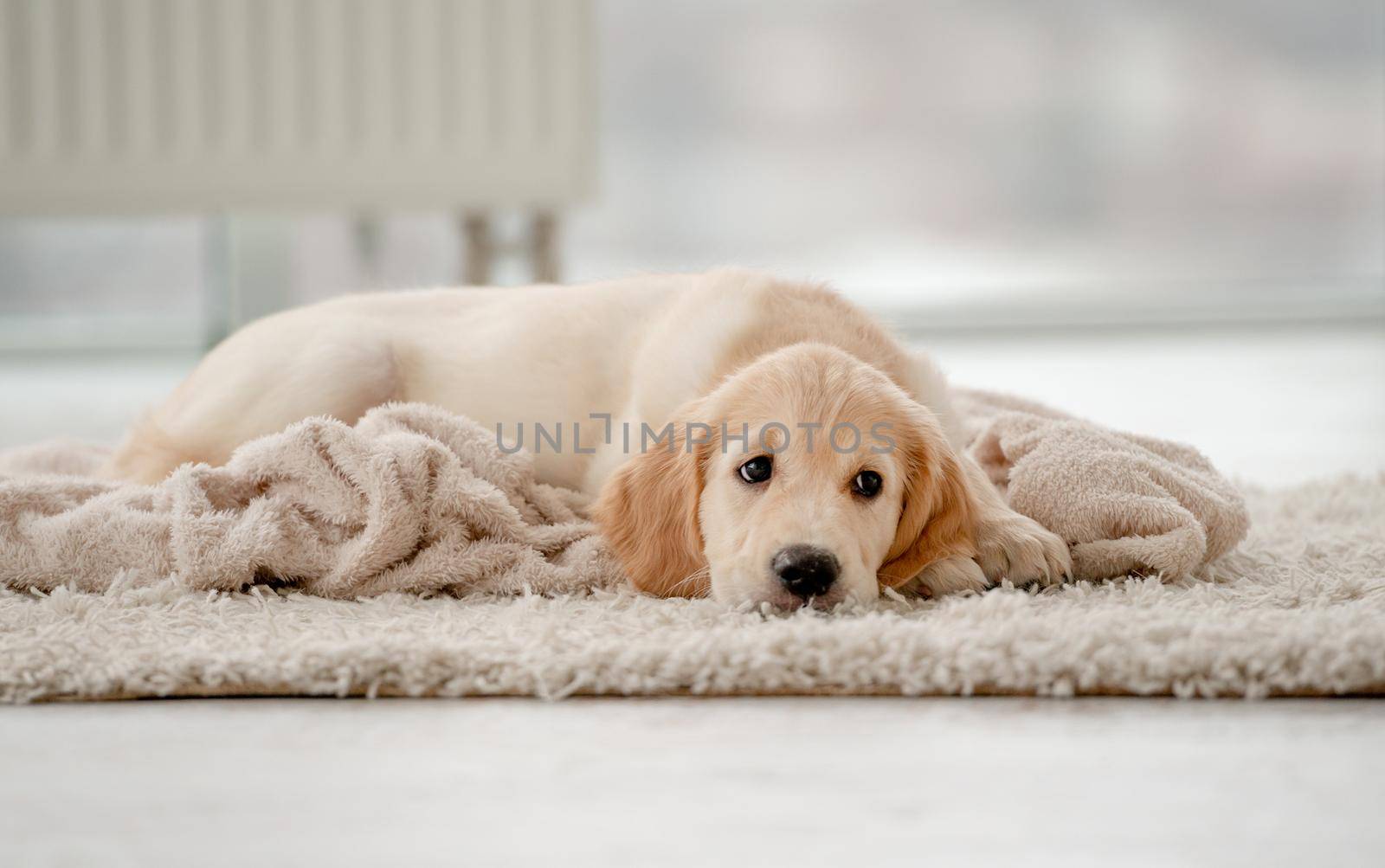 Lovely golden retriever puppy lying on rug near feeding bowl at home