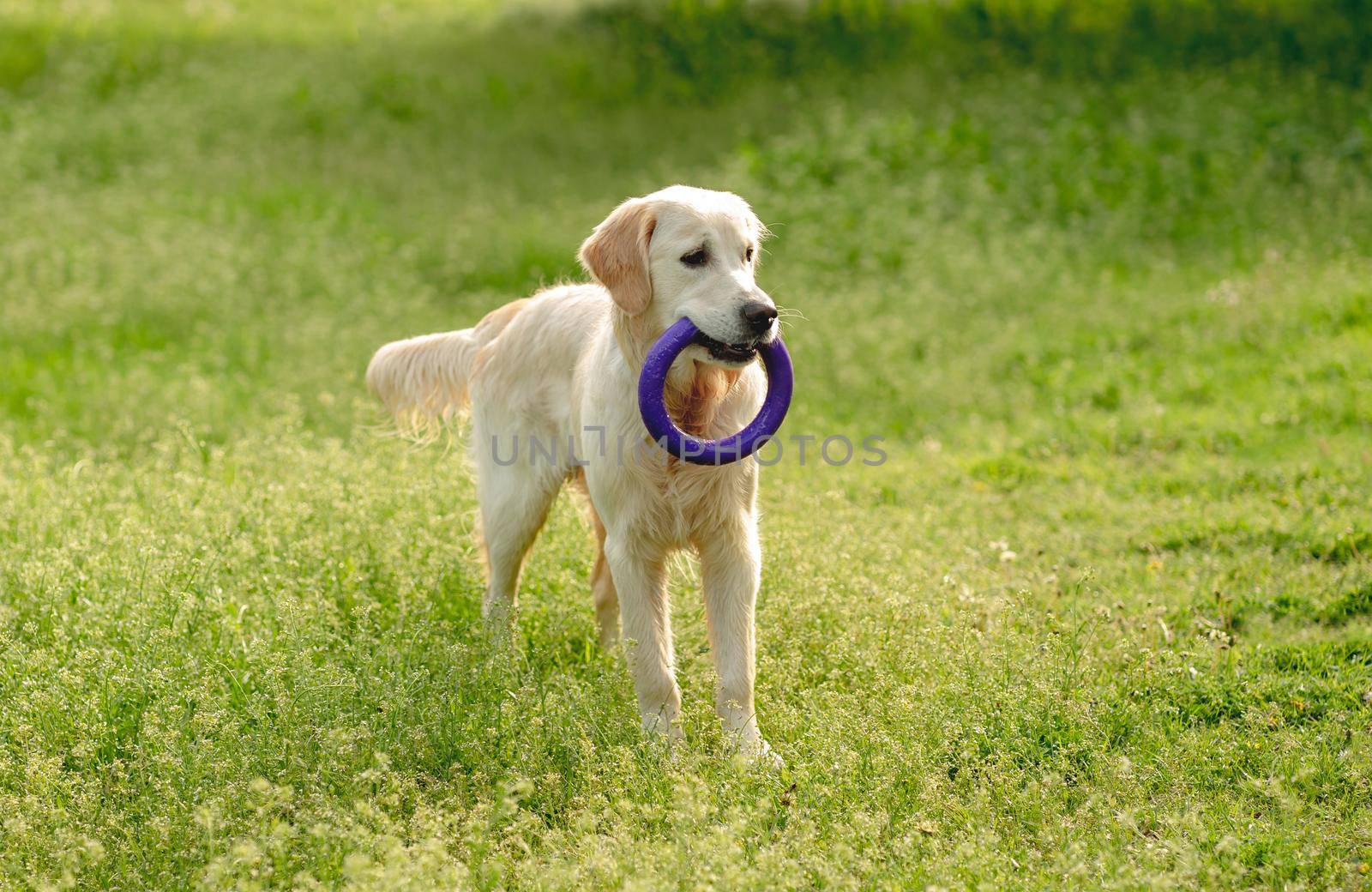 Playful dog with toy ring walking outside on blooming field