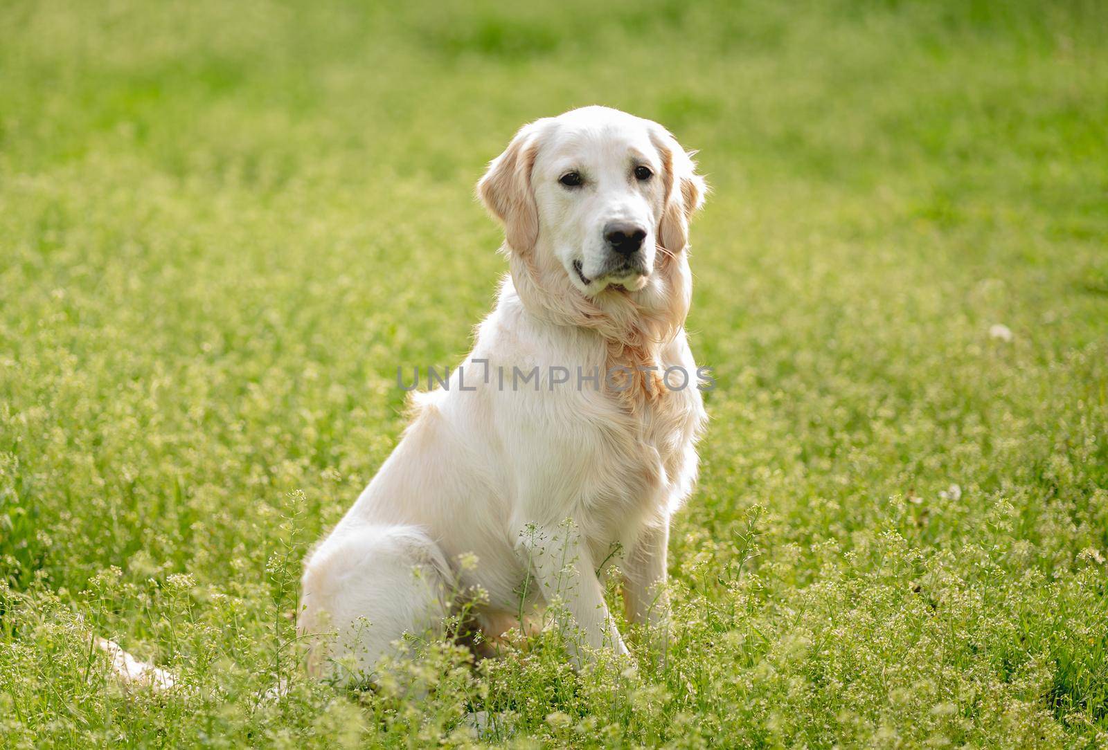 Cute golden retriever dog sitting on blooming field