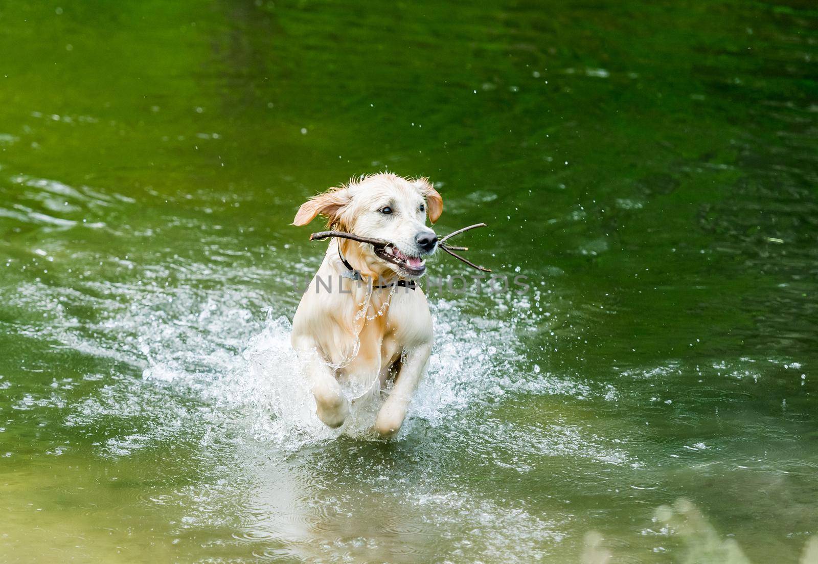 Cute dog running out of lake holding big stick in mouth