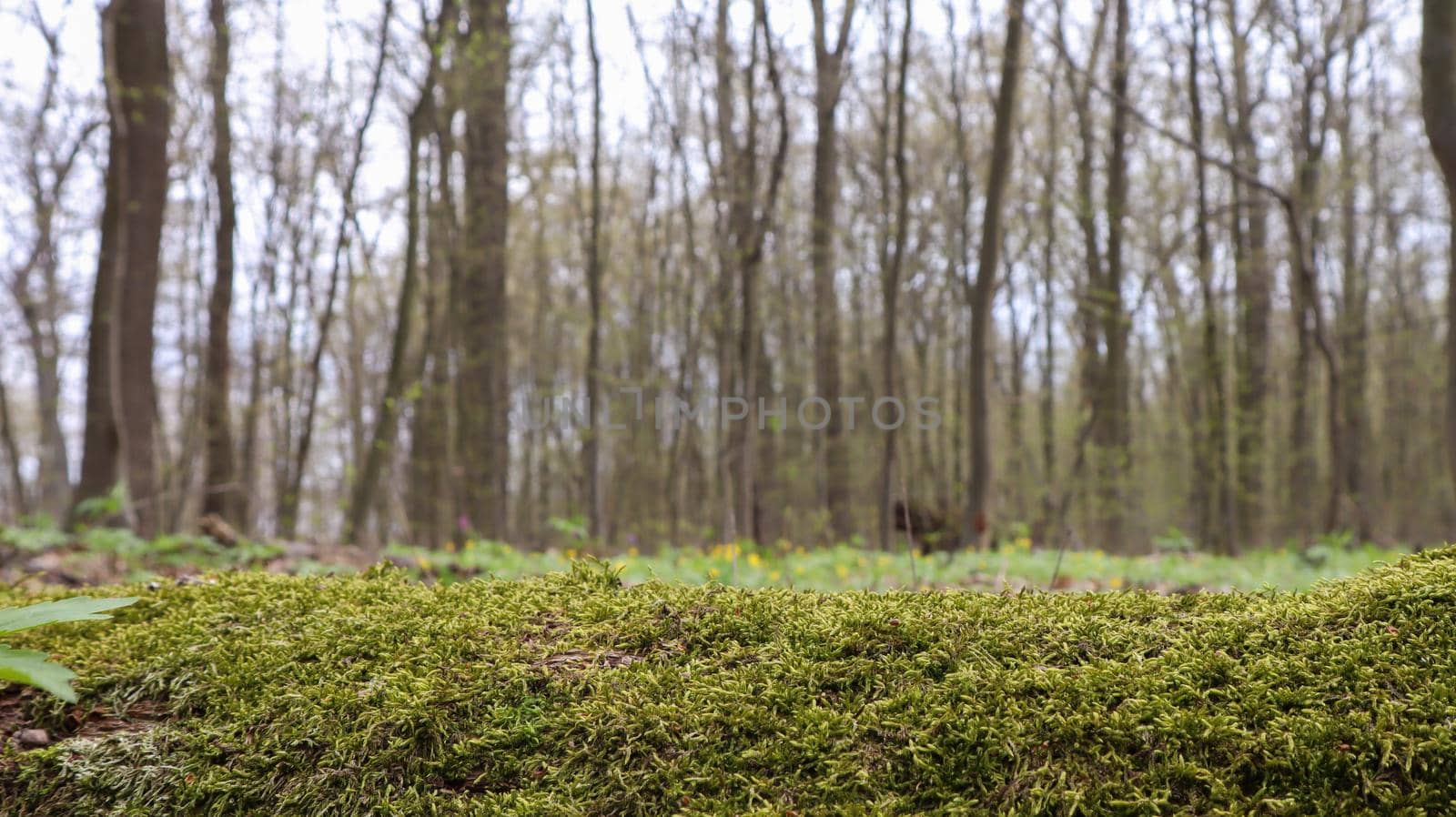 Moss forest. Close-up of a fallen tree trunk in the forest. Dead tree in the forest covered with green moss. Mountain forest with trees. Warm sun rays illuminate the plants