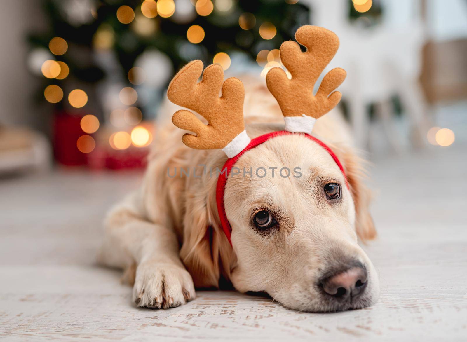 Golden retriever dog wearing festive costume lying in decorated room on the floor in Christmas time