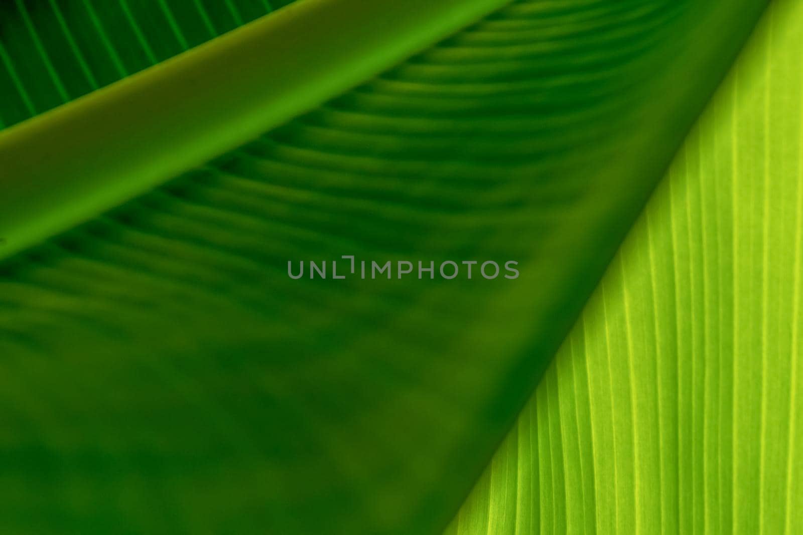 Texture of green leaves of a banana palm. Background of exotic leaves. Close-up.