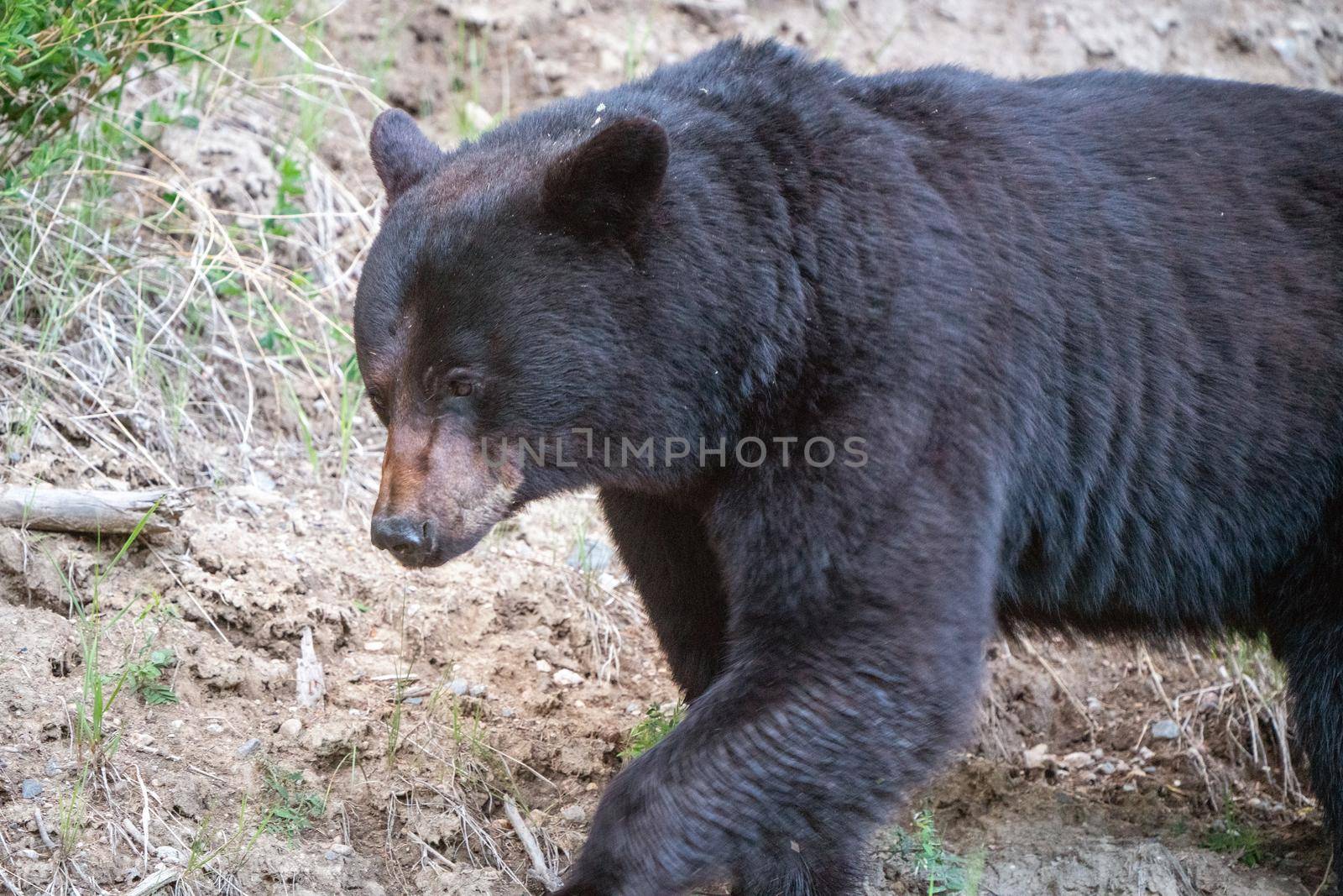 Black Bear Northern Canada Saskatchewan Spring Wild
