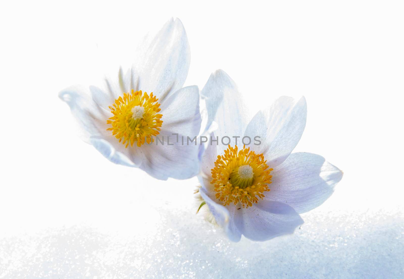 Prairie Crocus Winter Saskatchewan Bright Sunny Day
