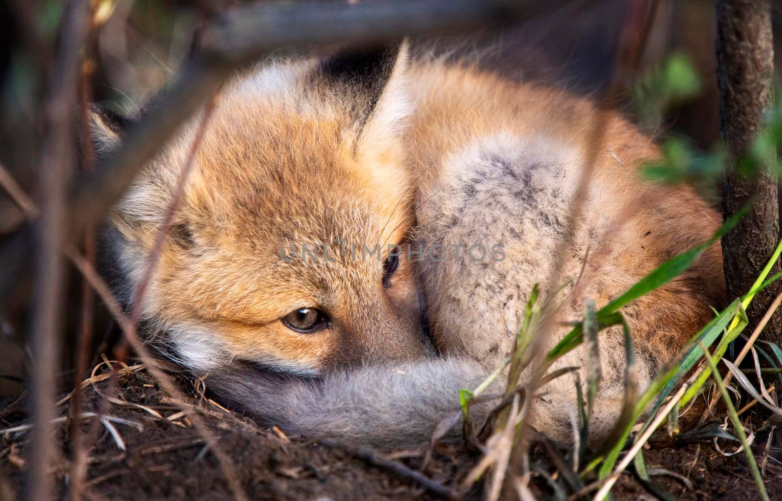 Fox laying  from Den Moose Jaw Saskatchewan