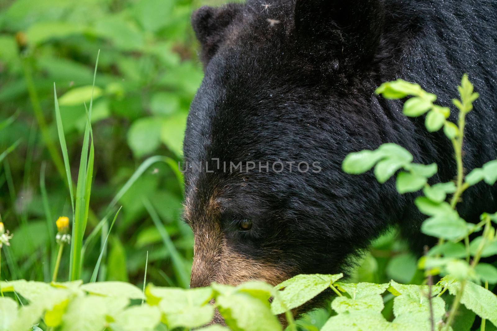 Black Bear Northern Canada Saskatchewan Spring Wild