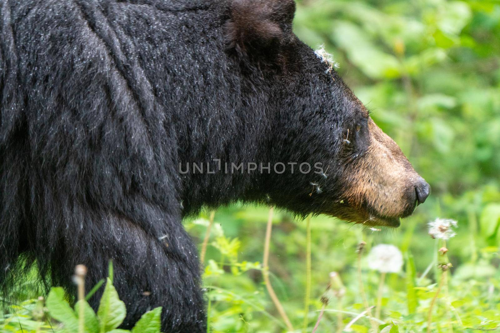 Black Bear Northern Canada Saskatchewan Spring Wild