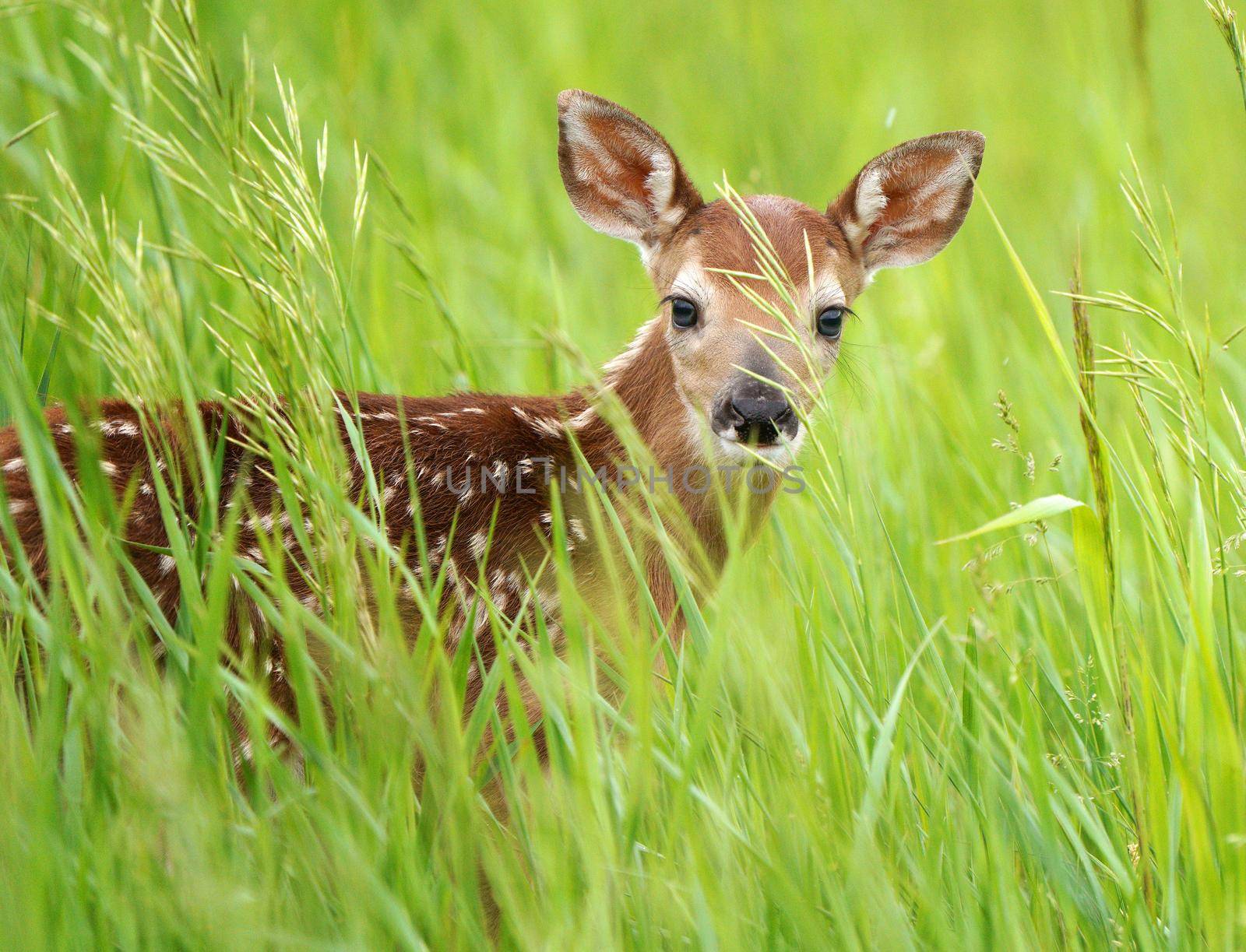 Deer Fawn Canada  young Newborn calf in Prairie 