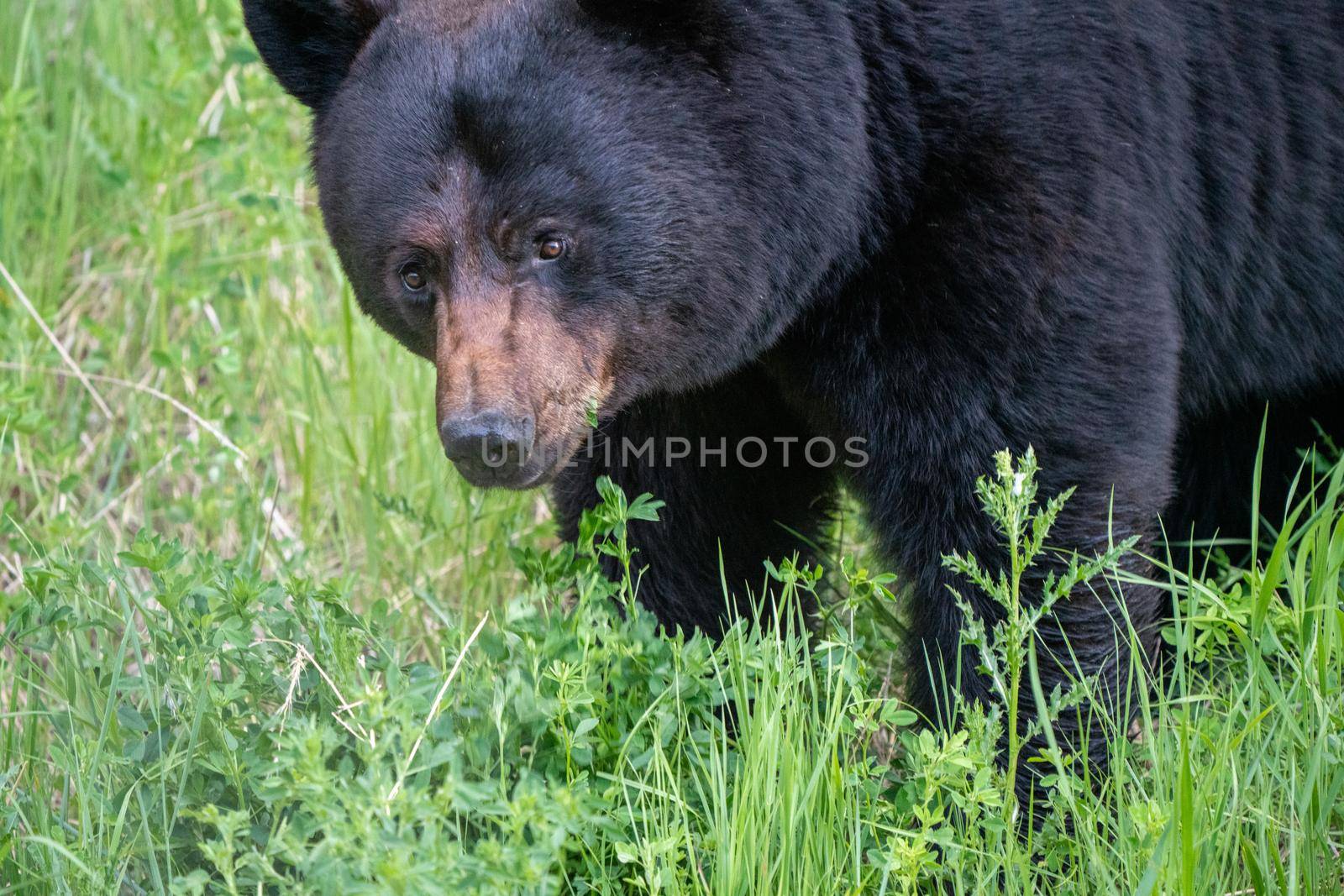 Black Bear Northern Canada Saskatchewan Spring Wild