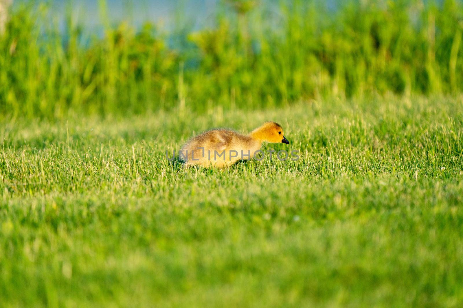 Goose Goslings Canada at Sunrise Northern Saskatchewan