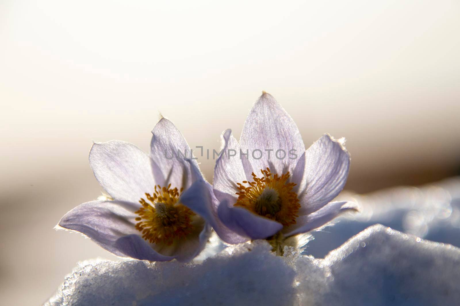 Prairie Crocus Winter Saskatchewan Bright Sunny Day