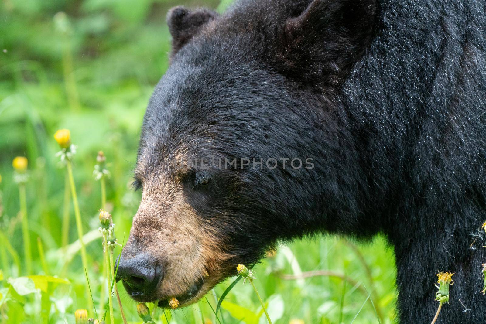 Black Bear Northern Canada Saskatchewan Spring Wild