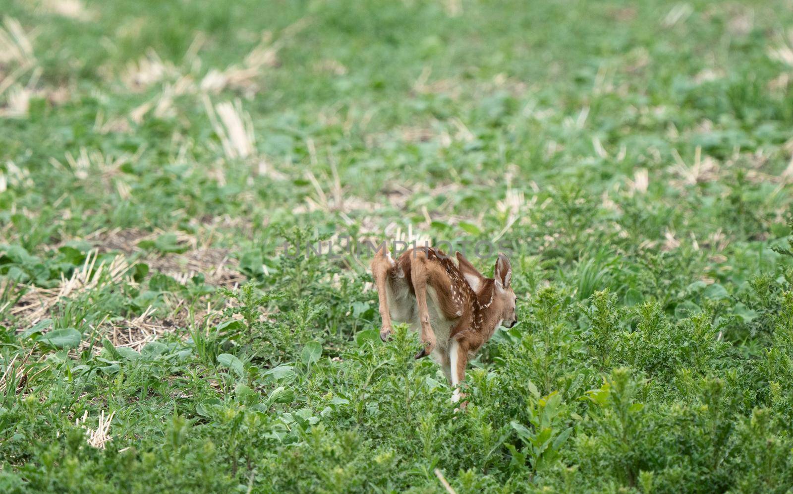 Deer Fawn Canada  young Newborn calf in Prairie 