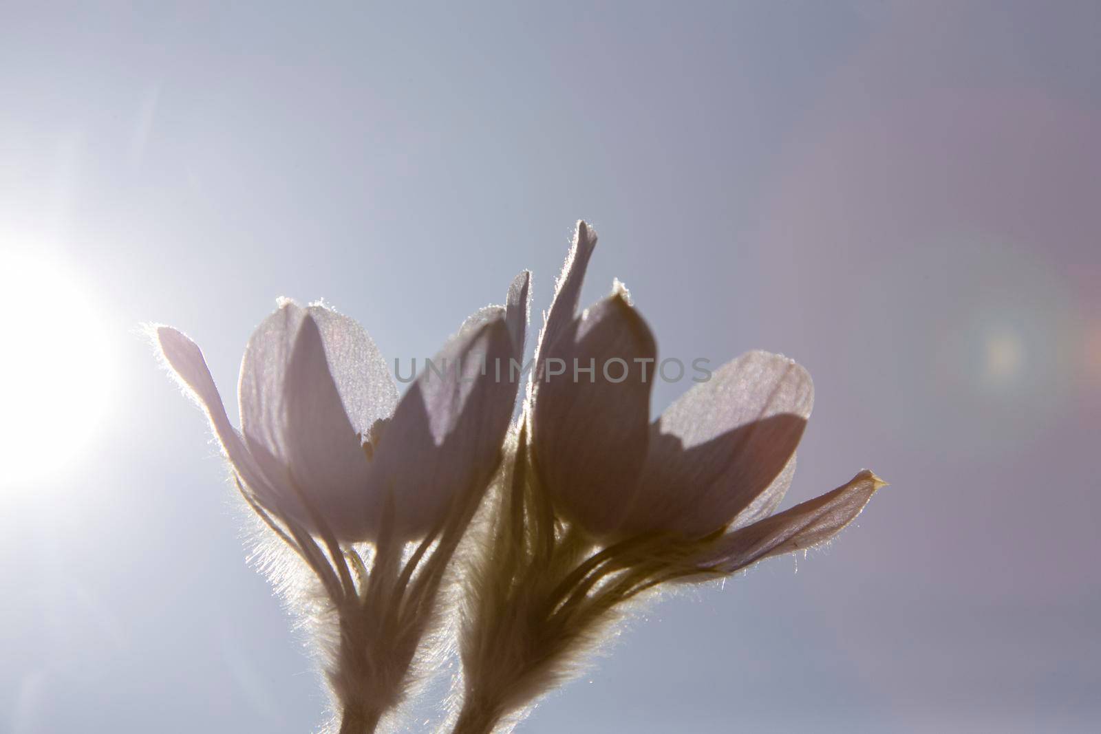 Prairie Crocus Winter Saskatchewan Bright Sunny Day