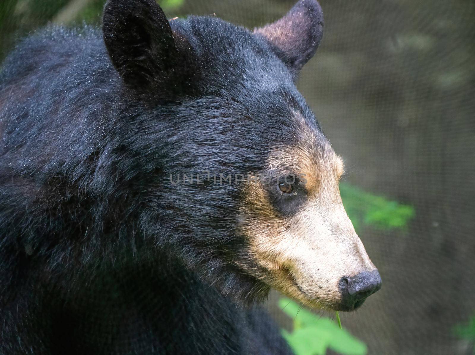Black Bear Northern Canada Saskatchewan Spring Wild