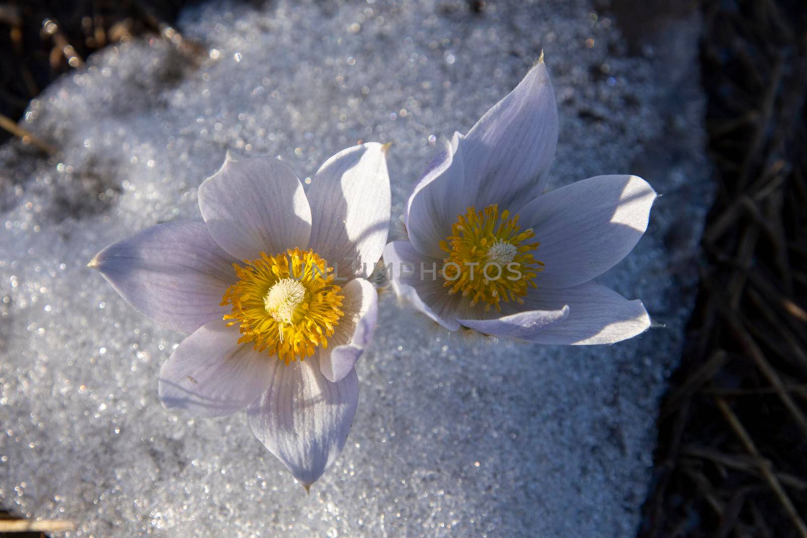 Prairie Crocus Winter Saskatchewan Bright Sunny Day
