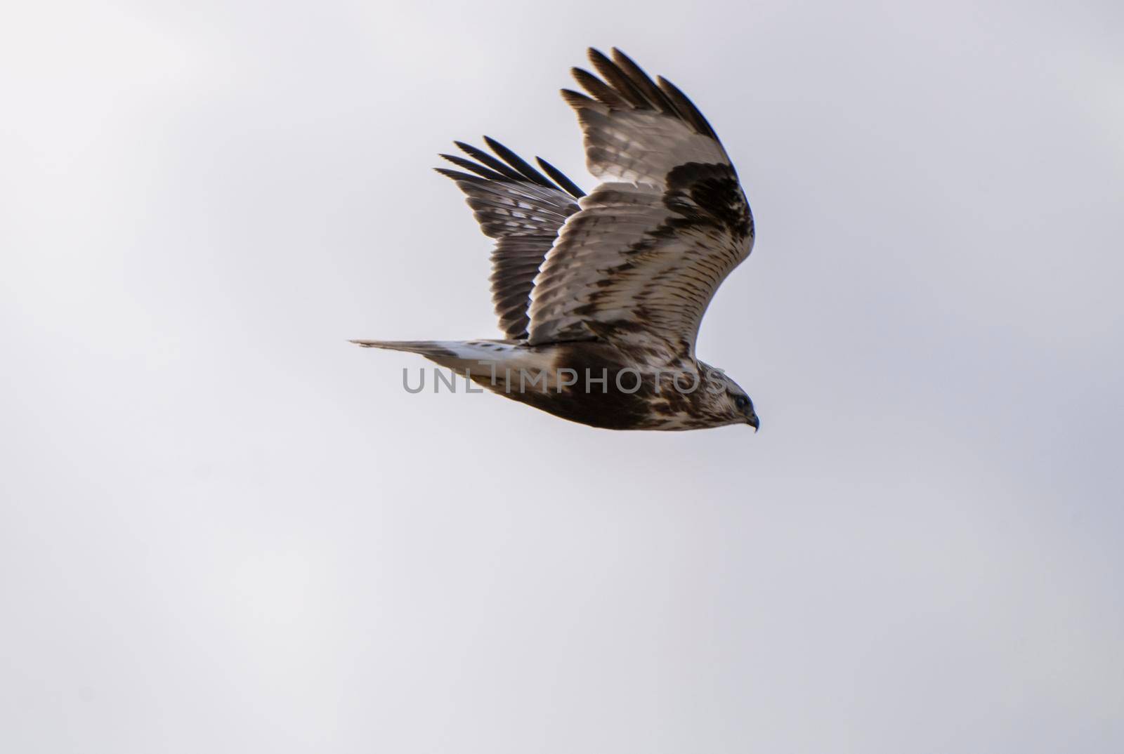 Hawk in Saskatchewan Canada in flight Canada