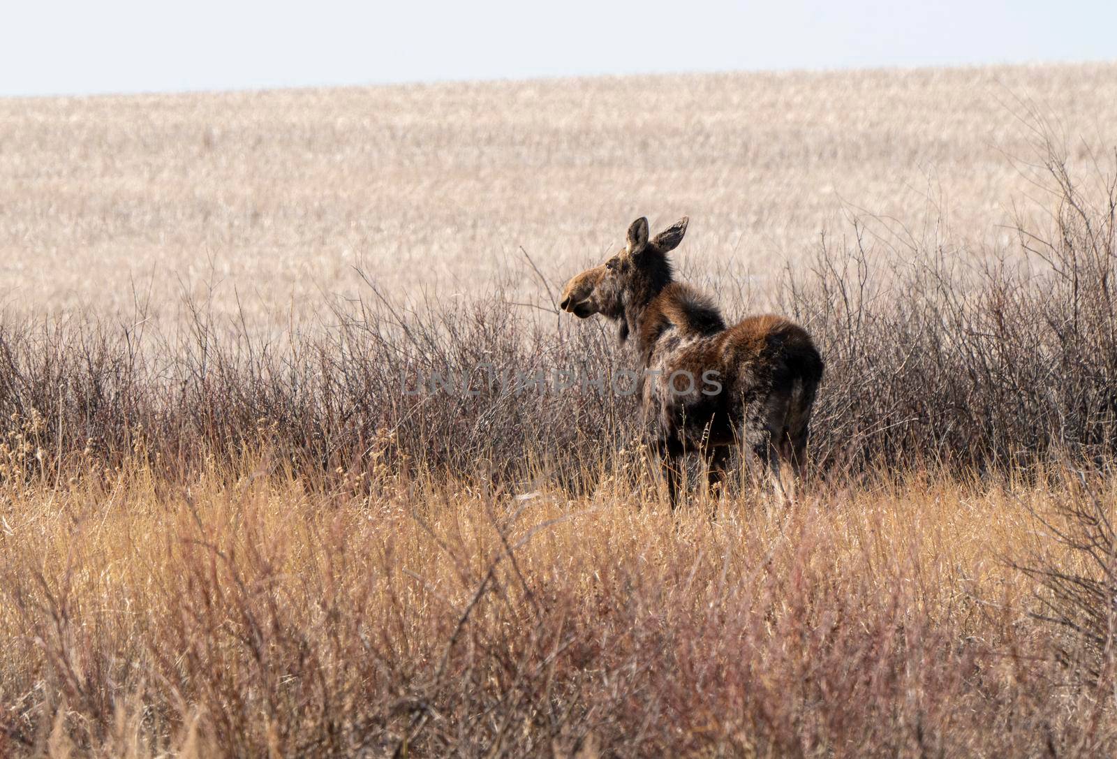 Wild Moose Saskatchewan female in Prairie Scene