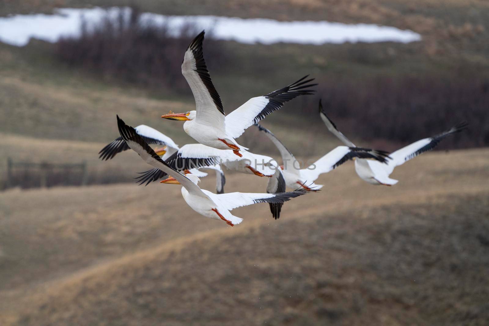 American Pelican Saskatchewan in Flight Rural Prairie