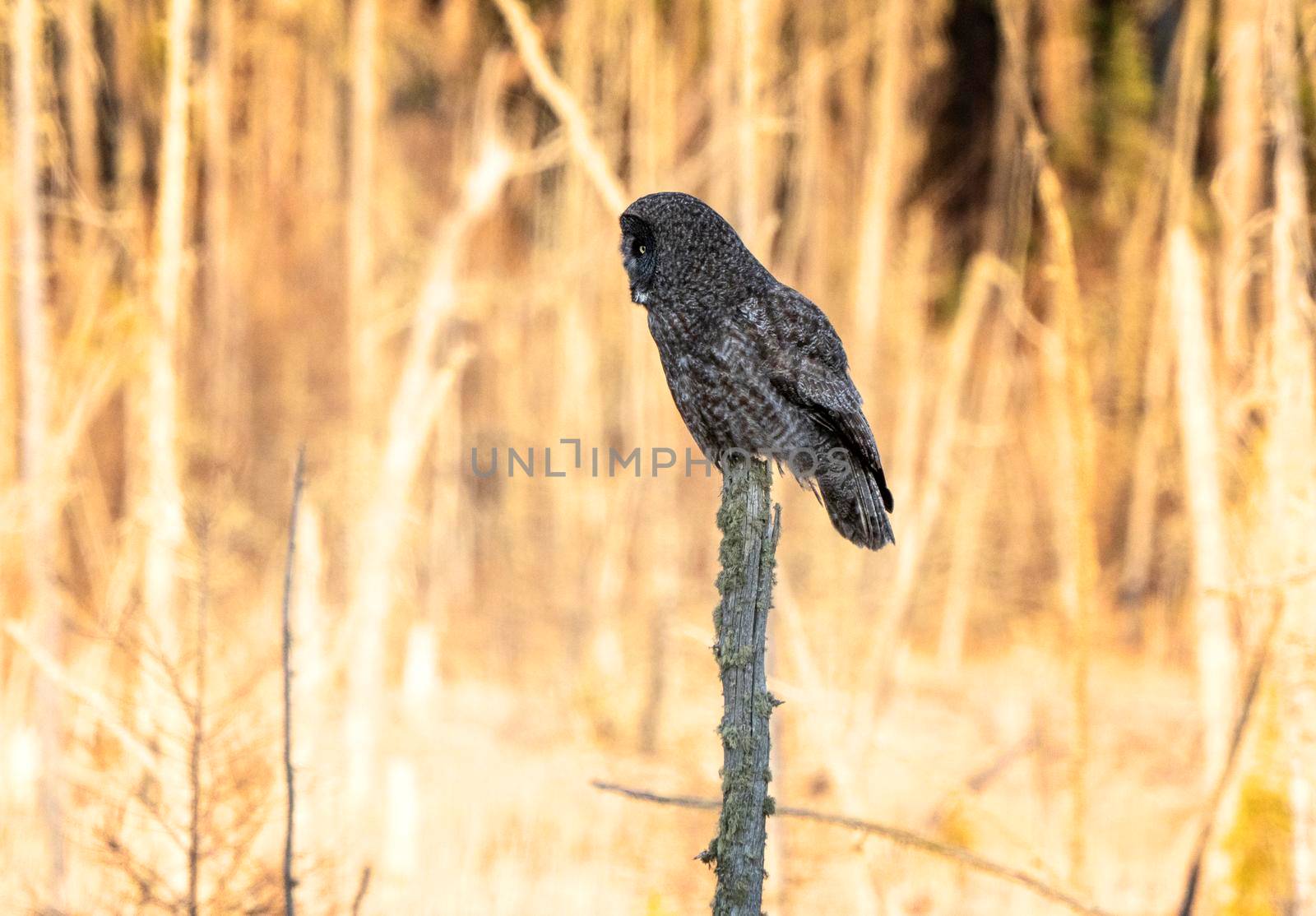 Great Grey Owl Saskatchewan perched in Dead Tree