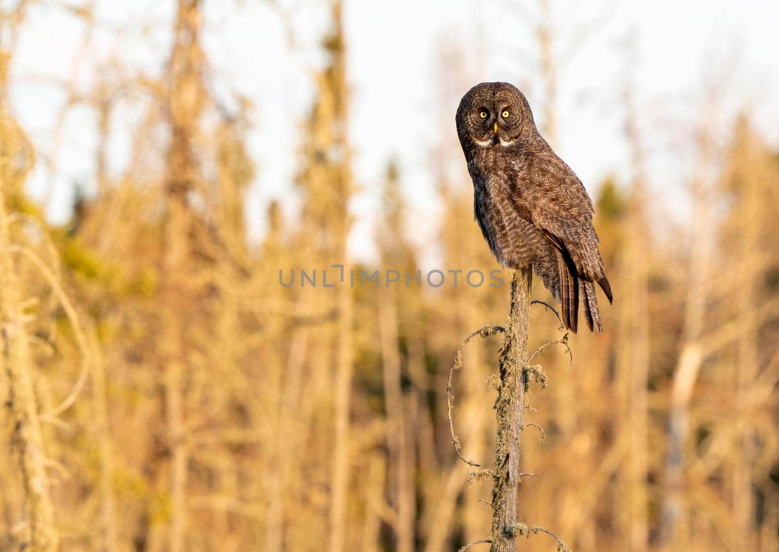 Great Grey Owl Saskatchewan perched in Dead Tree