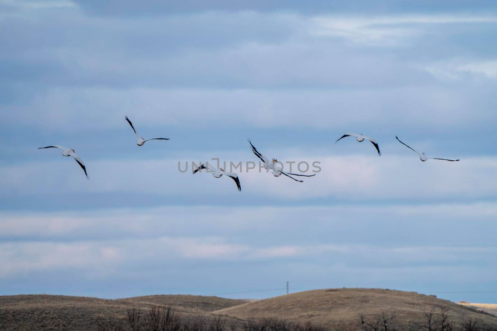 American Pelican Saskatchewan in Flight Rural Prairie