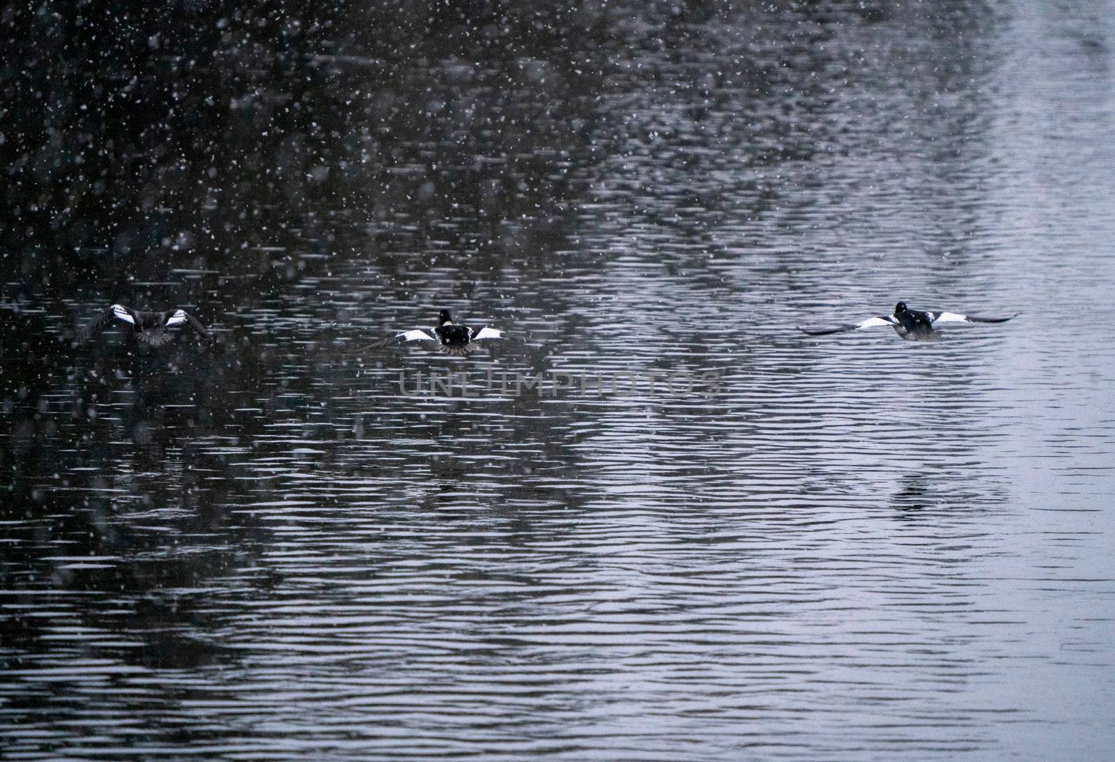 Goldeneye Ducks Saskatchewan Northern Boreal Fprest Pond