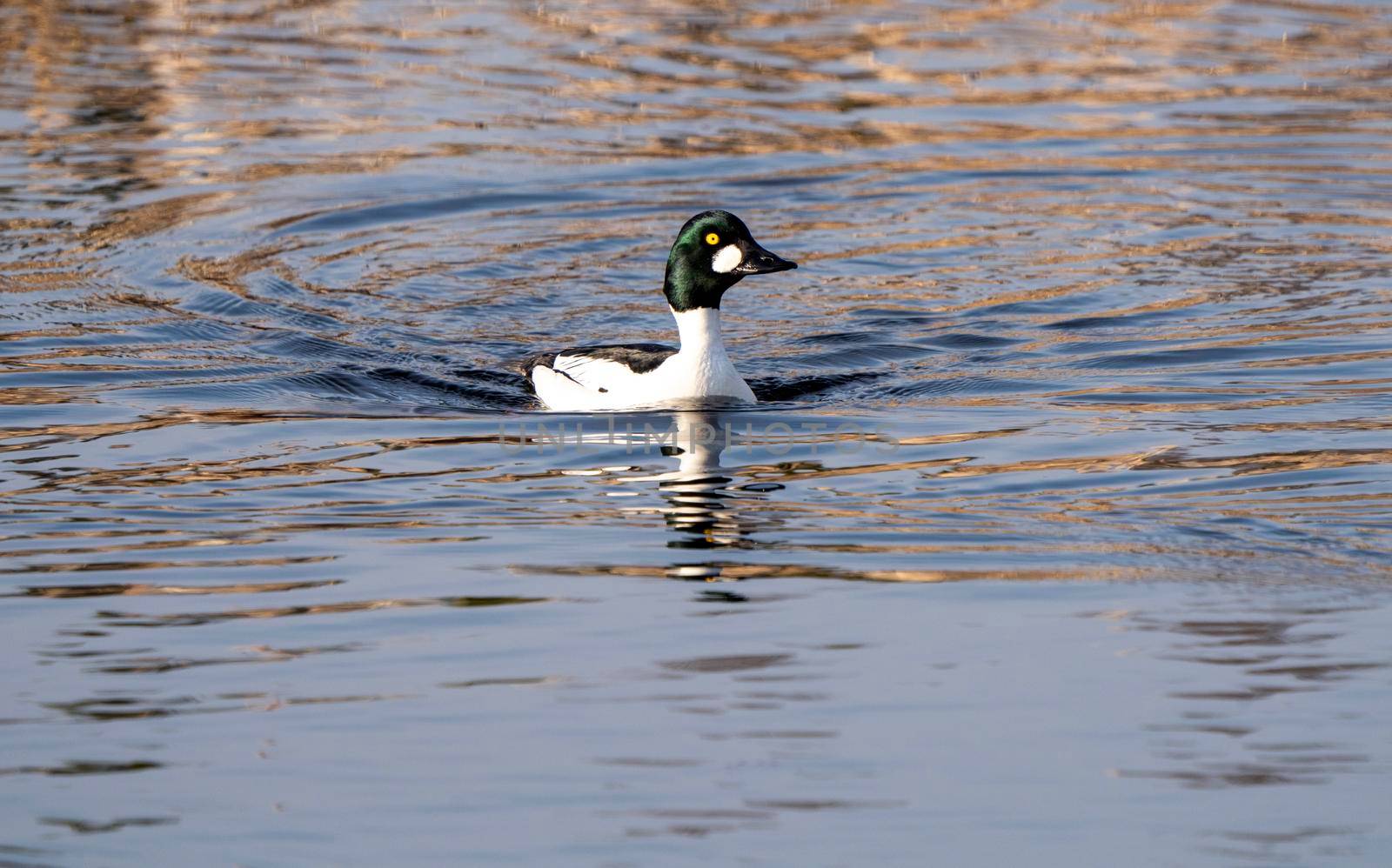 Goldeneye Ducks Saskatchewan Northern Boreal Fprest Pond