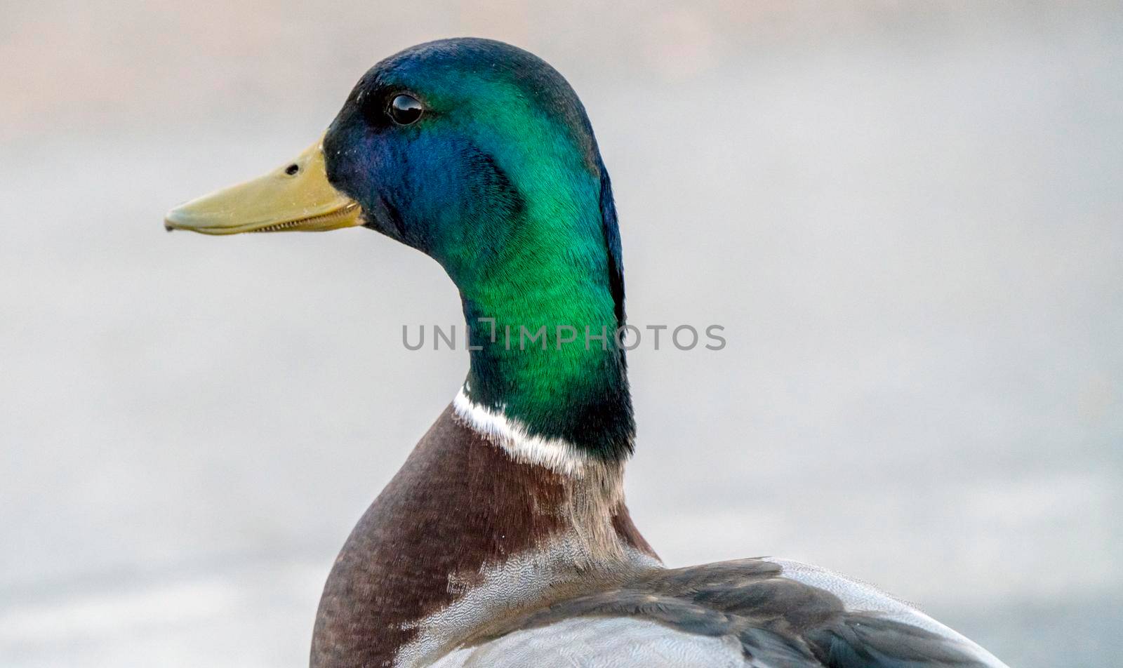 Mallard Duck Saskatchewan in a pond Springtime