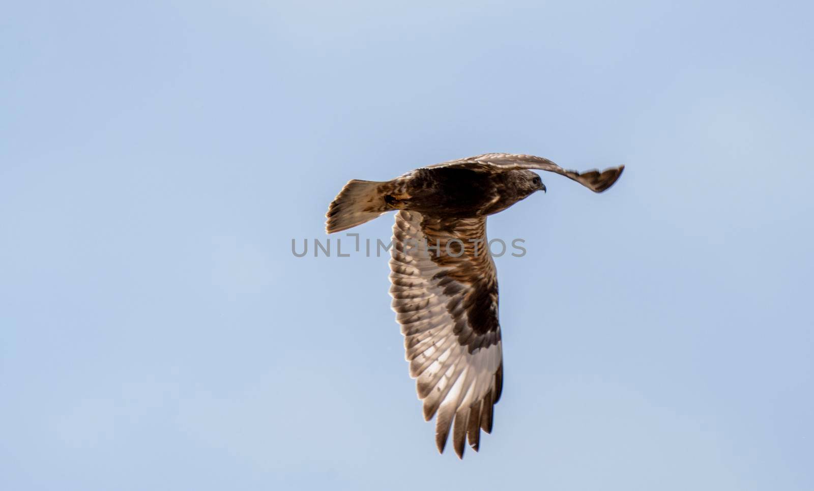 Hawk in Saskatchewan Canada in flight Canada
