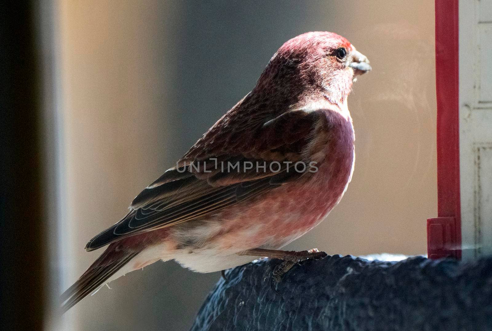 Pine Grosbeak Saskatchewan Close up at Feeder