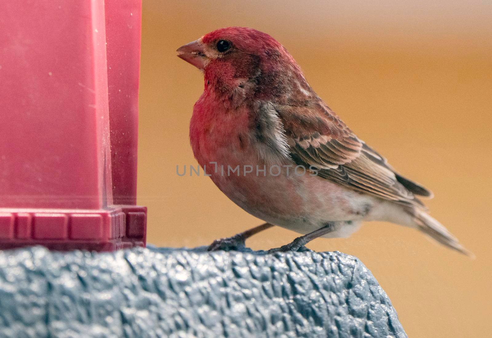 Pine Grosbeak Saskatchewan Close up at Feeder