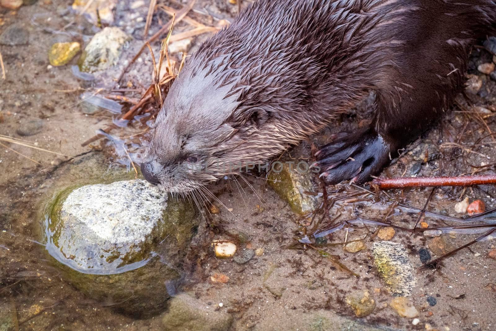 Close Up River Otter Northern Saskatchewan Canada