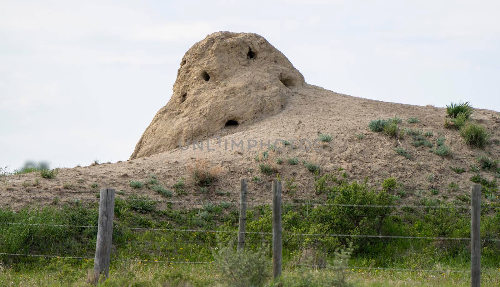 Fox or coyote den prairie Saskatchewan Canada