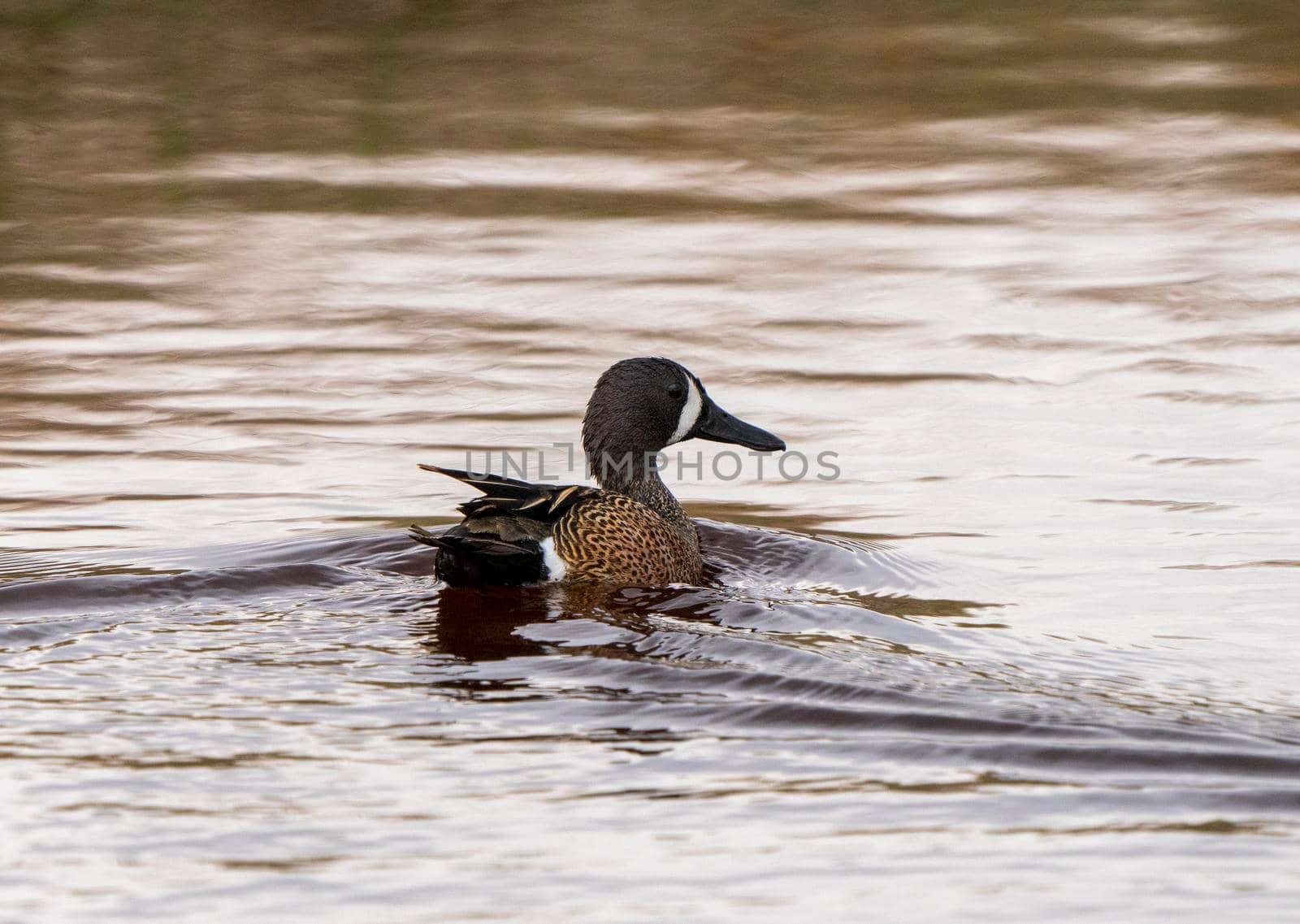 Blue Winged Teal in a Northern Saskatchewan Lake