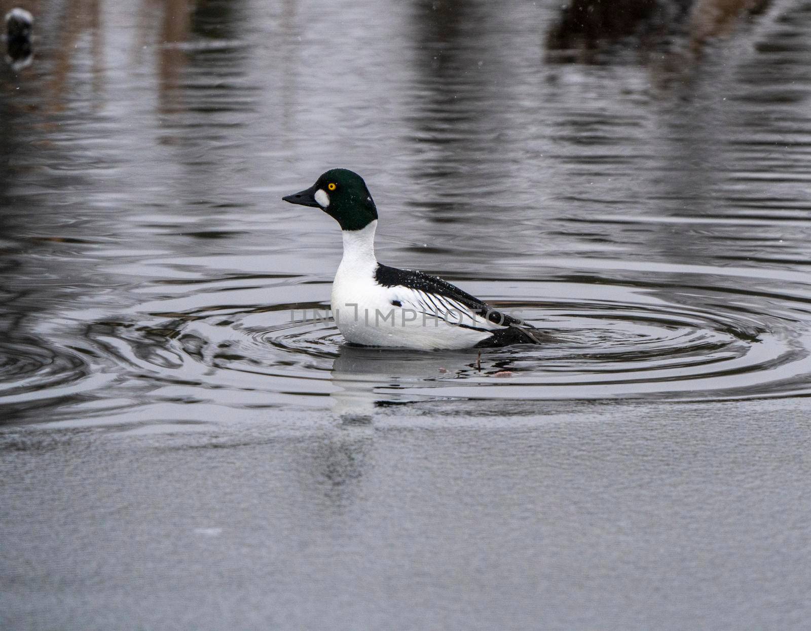Goldeneye Ducks Saskatchewan Northern Boreal Fprest Pond