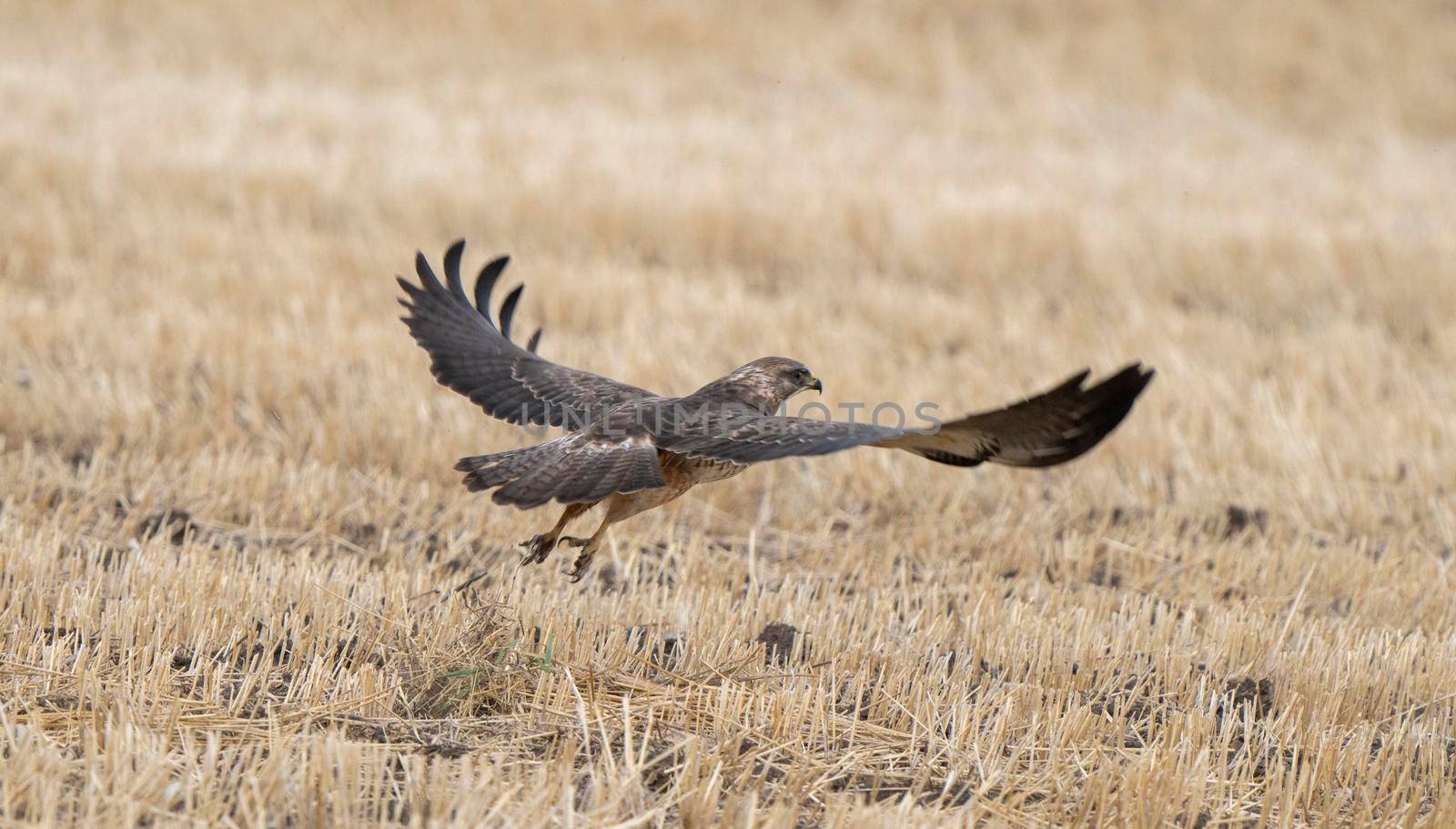 Hawk in Saskatchewan Canada in flight Canada