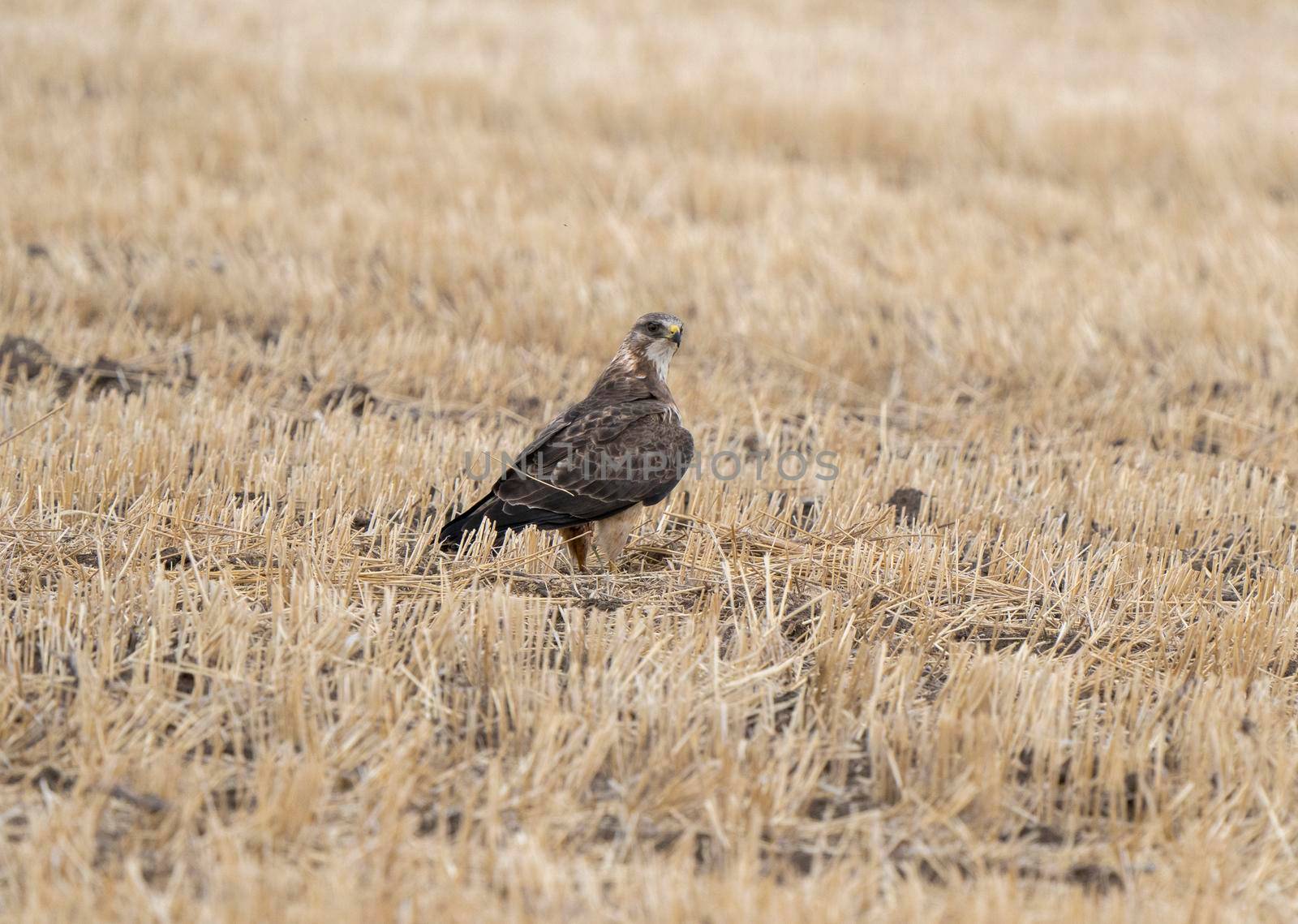 Hawk in Saskatchewan Canada in field  Canada